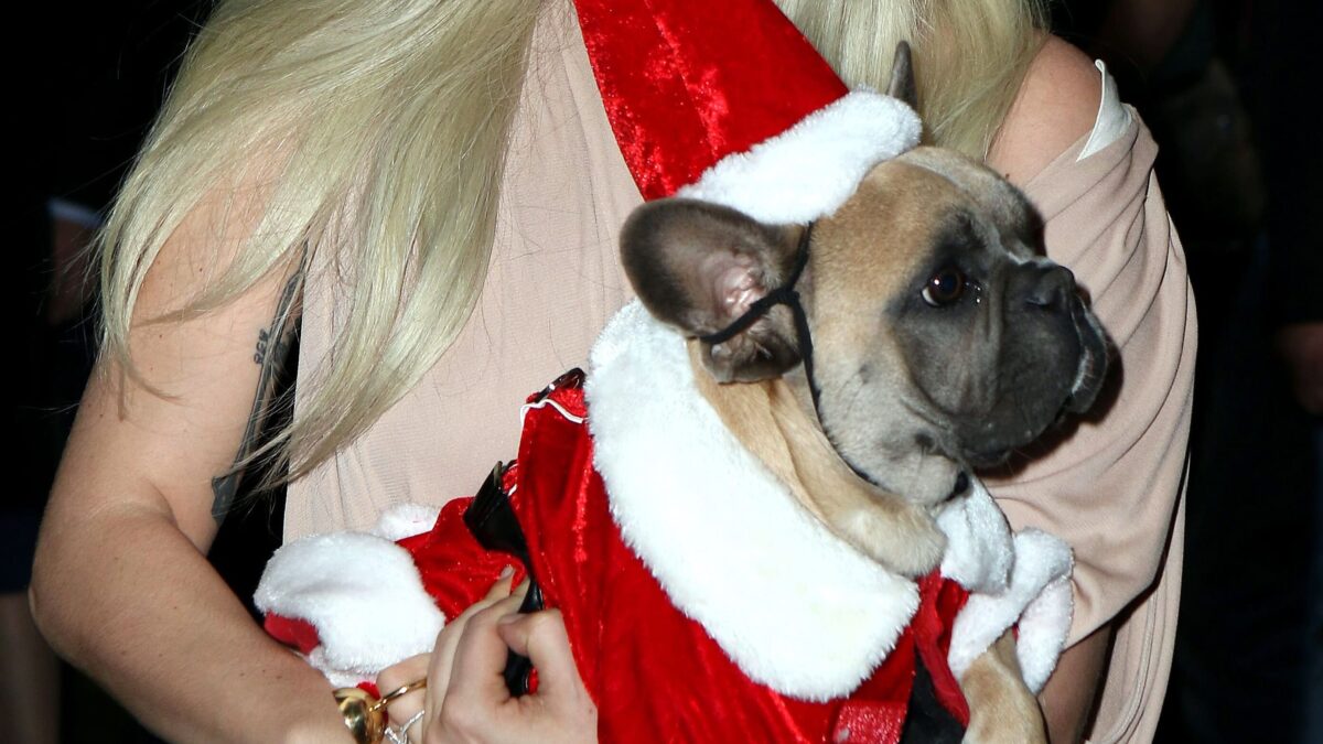 Коза Оксаны Самойловой и осёл Шварценеггера: каких питомцев заводят звёзды