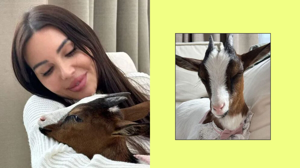 Коза Оксаны Самойловой и осёл Шварценеггера: каких питомцев заводят звёзды