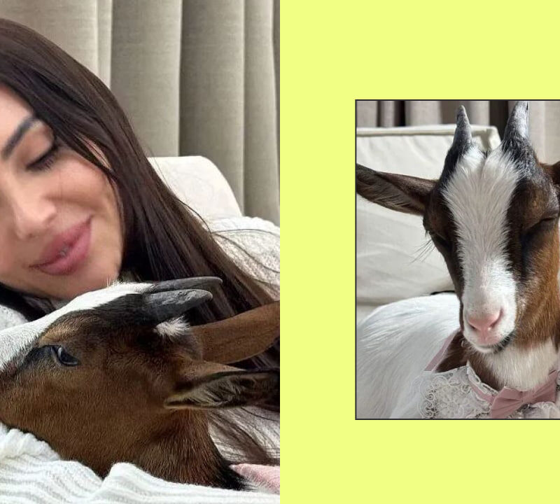 Коза Оксаны Самойловой и осёл Шварценеггера: каких питомцев заводят звёзды