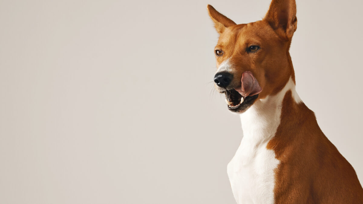 Клички по размеру