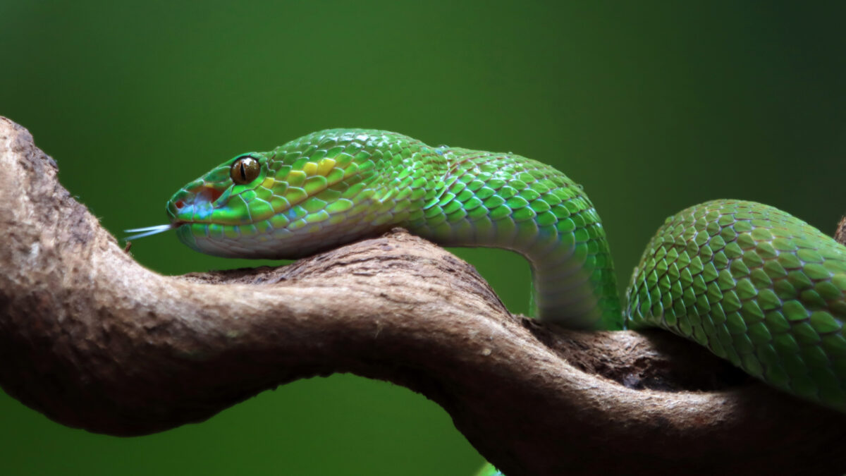 Доильщик змей