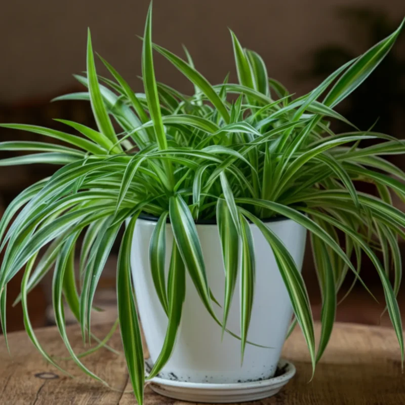 Какие комнатные растения очищают воздух