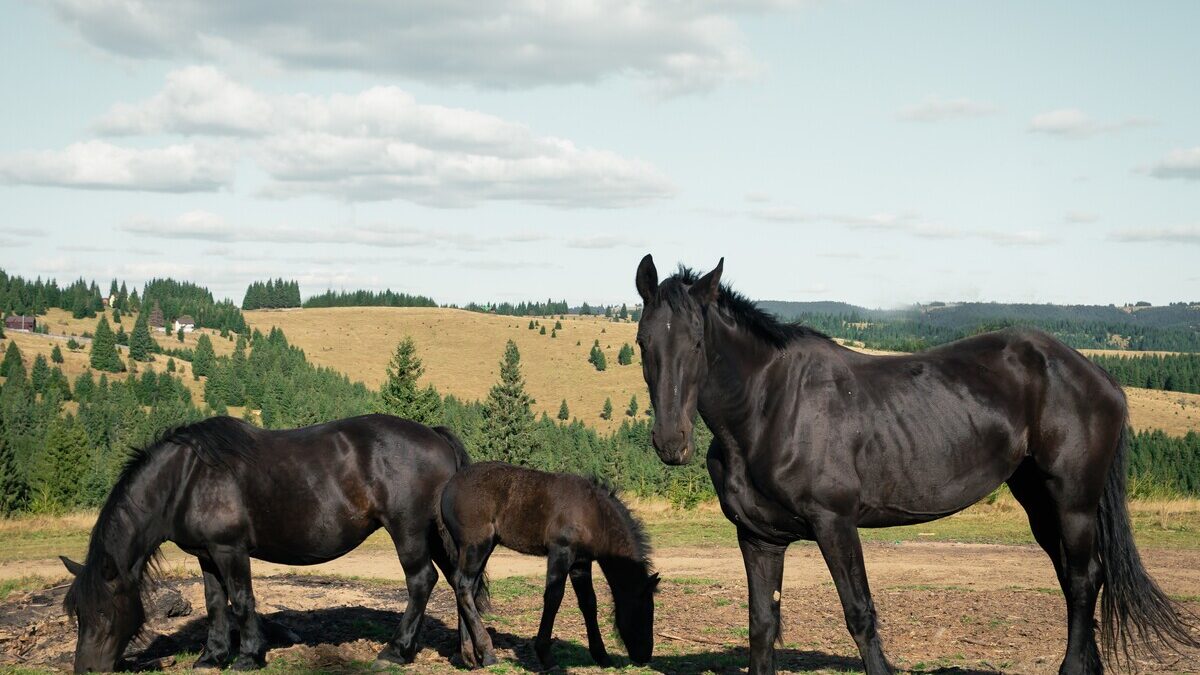 Иппотерапевт