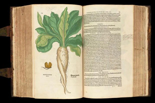 Мандрагоры. Фото: Wellcome Images.