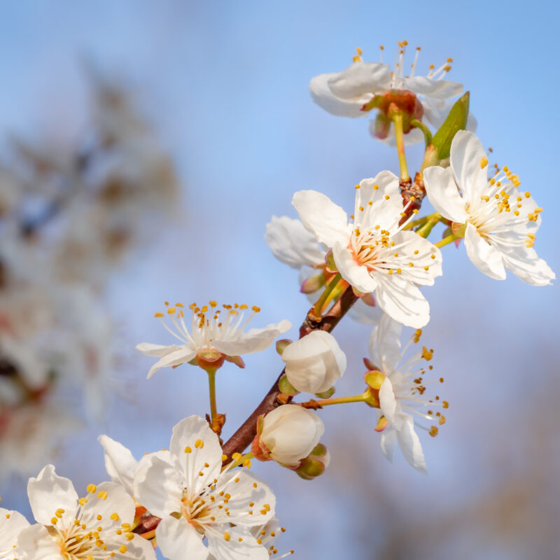 Пасха в 2026 году: даты праздника, суть, традиции и интересные факты