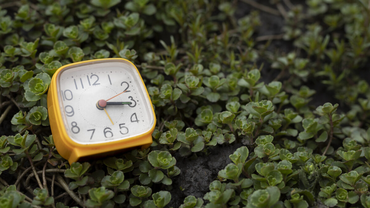 Час Земли в 2026 году: дата, суть, традиции и интересные факты