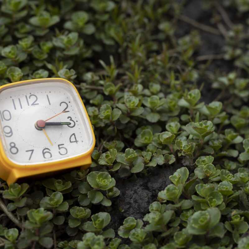 Час Земли в 2026 году: дата, суть, традиции и интересные факты