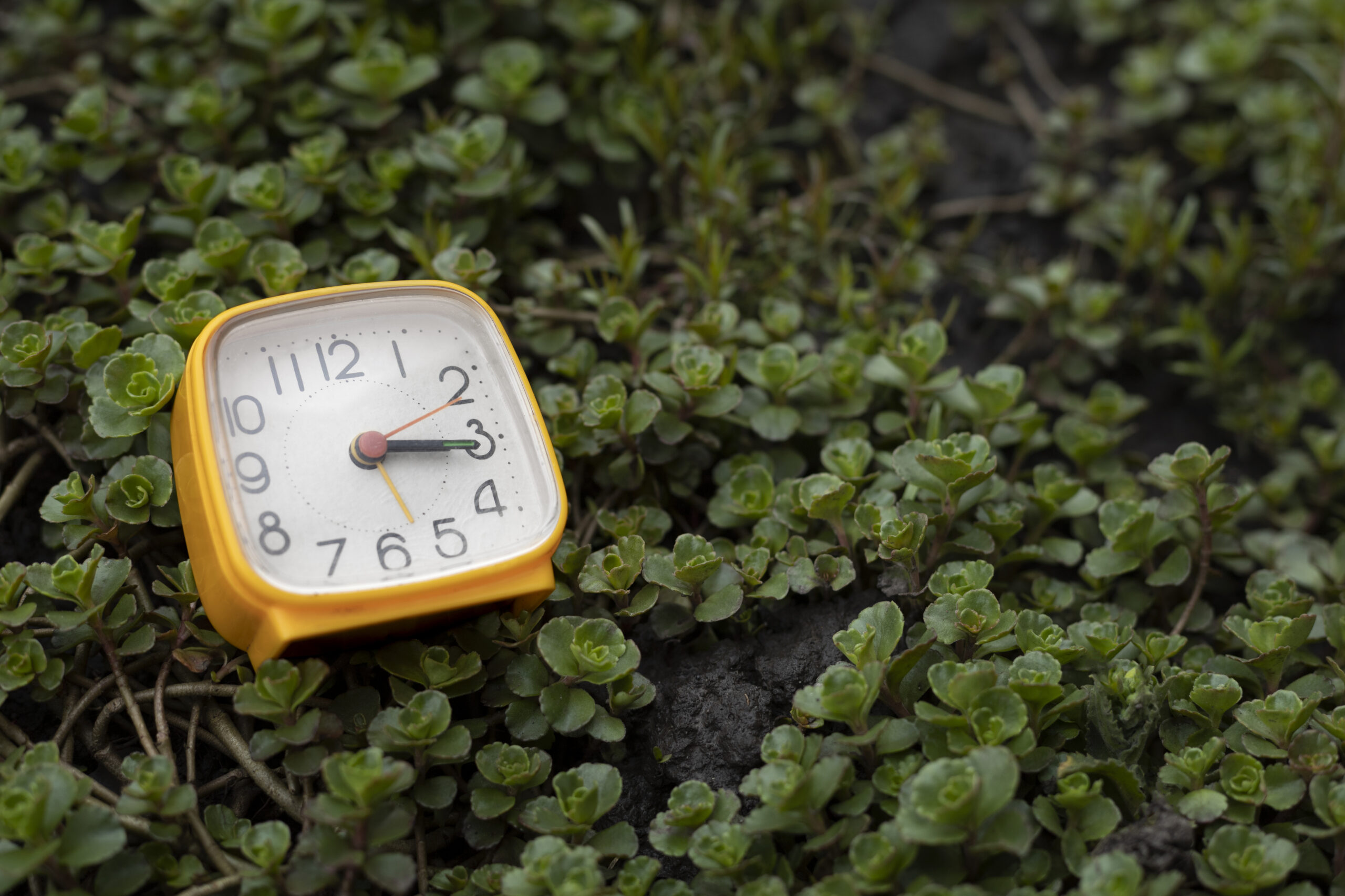 Час Земли в 2026 году: дата, суть, традиции и интересные факты