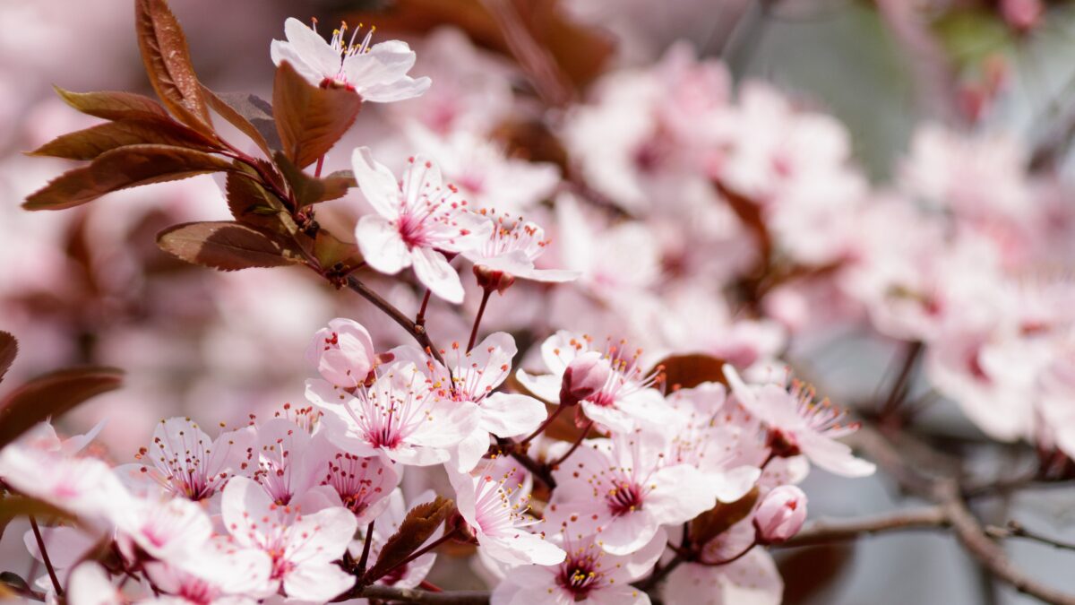 Где посмотреть на цветение сакуры в Москве?