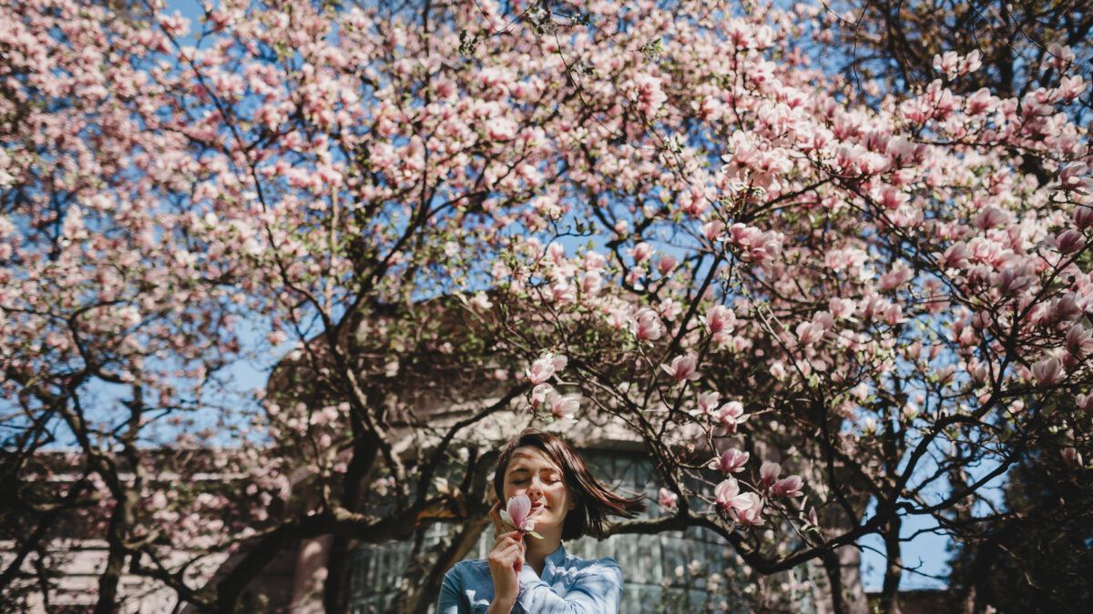 Где посмотреть на цветение сакуры в Москве?