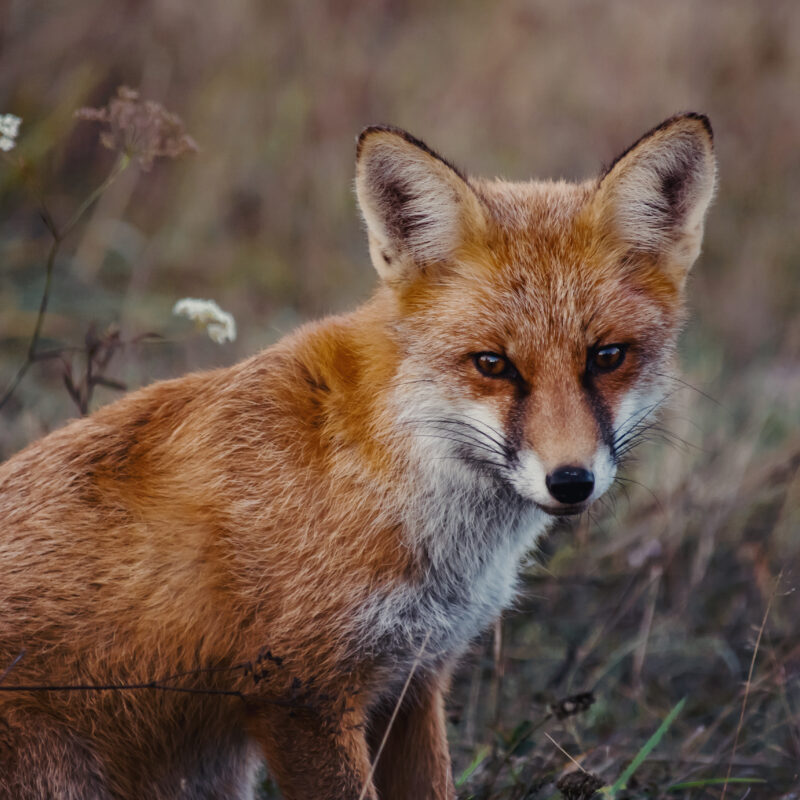 Опасность ближе, чем кажется: что делать, если укусило бешеное животное