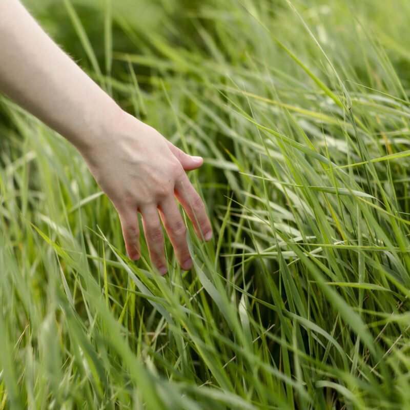 Почему вам советуют потрогать траву: научное обоснование токсичной шутки